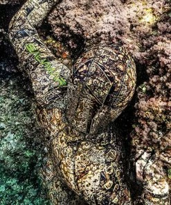 Wetsuits Salvimar Krypsis 3.5mm Spearfishing Suit